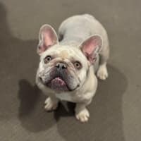 Photo of Lady Heidi 