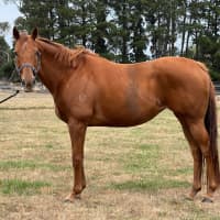 Photo of Miss Nibbles