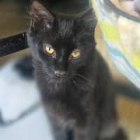 Photo of Grumple Puss