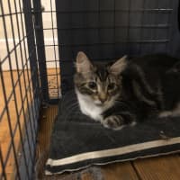 Photo of Truffle