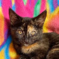 Photo of 💕 Primrose 💕