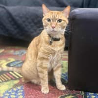 Photo of 11098   Loki