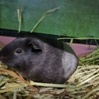Photo of Isabella (Bonded With Alexandria)