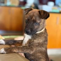 Photo of Archie