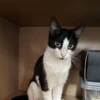 Photo of Felix