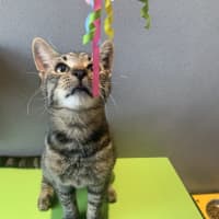 Photo of Spud
