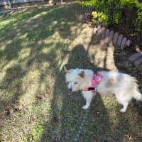 Photo of Toto