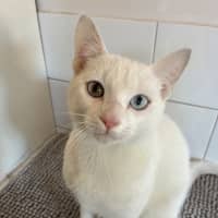 Photo of Caju* 9 Lives Rescue*💛