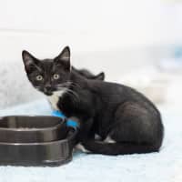 Photo of Mittsie