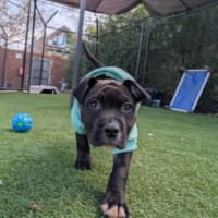 Photo of Juno