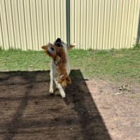 Photo of Dilbert