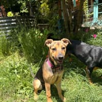 Photo of Lacey