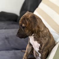 Photo of Nellie   9 Week Old Staffy X