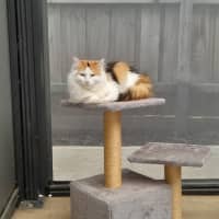 Photo of Luna & Sage