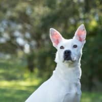 Photo of Casper