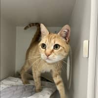 Photo of Peaches