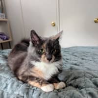 Photo of Muppet