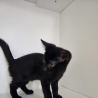 Photo of William Brisbane