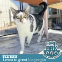 Photo of Tinsey