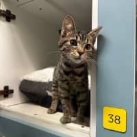 Photo of Scotch