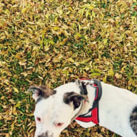 Photo of Nala