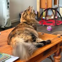Photo of Missy ** 2nd Chance Cat Rescue **