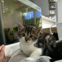 Photo of Missy Meet Me@Petstock Carrum Downs Store