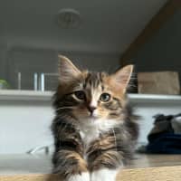 Photo of Gracie Meet Me At Petstock Carrum Downs Store 