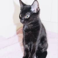 Photo of Bonsai   Located In Croydon