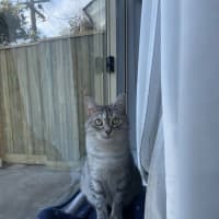 Photo of Bunyip   The Rogue Of The Rescue World! 🐾💥