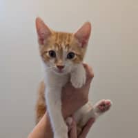 Photo of Stanley Golden