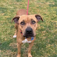 Photo of Taffy *$150 Adoption Fee*