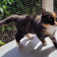 Photo of Violet (K56)