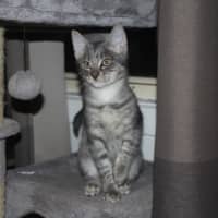 Photo of Possum