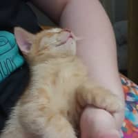 Photo of Pumpkin