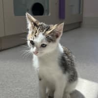 Photo of Mazda (8923)