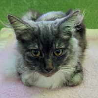 Photo of Bartholomeow