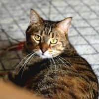 Photo of Jaeger