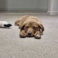 Photo of Archie