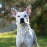 Photo of Casper