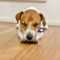 Photo of Dale   18 Month Old Jack Russell 