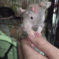 Photo of Ichabod