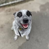 Photo of Spot 