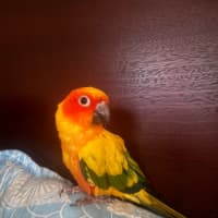 Photo of Bowie
