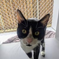 Photo of Sir Meowsalot