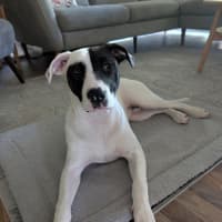 Photo of Mocha