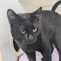 Photo of Binkie