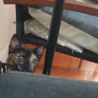 Photo of Tortie 