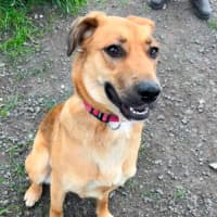 Photo of Piper (68887)