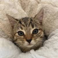 Photo of Tulip